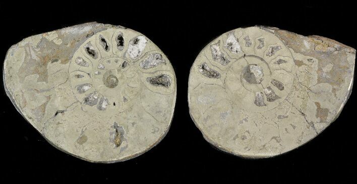 Pyritized Ammonite Fossil Pair #48063